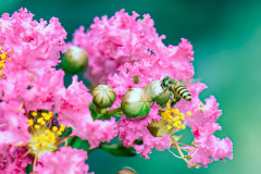 Bee