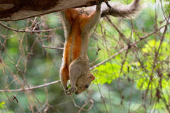 Hamsper2