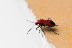 Bug