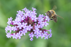 Bee_2