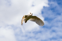 Fly