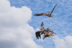 Fly_2