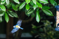Fly(_3