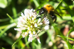 Bee_3